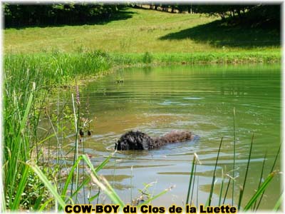 le bouvier des flandres et le cheval - Elevage du CLOS DE LA LUETTE - COPYRIGHT DEPOSE